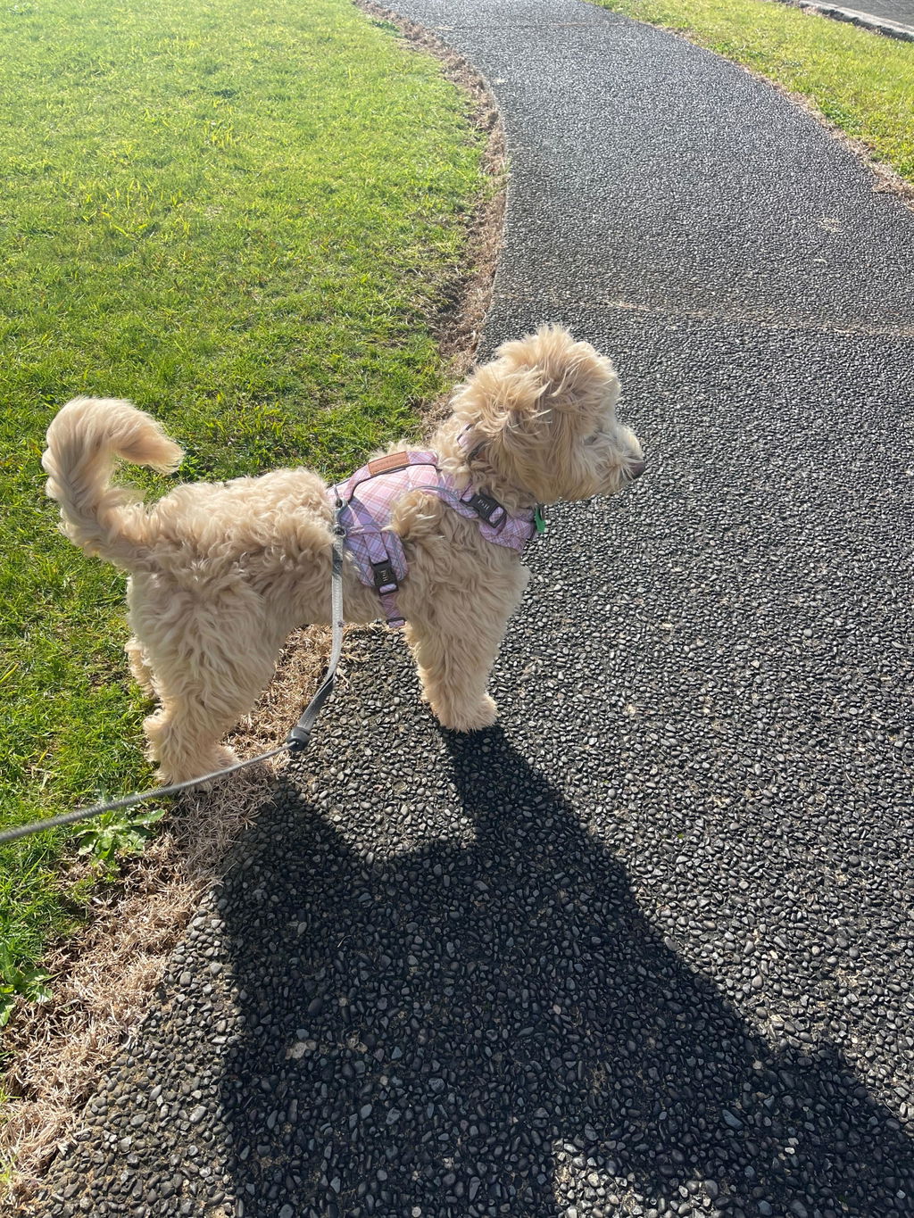 Signature Harness - Pink Tartan