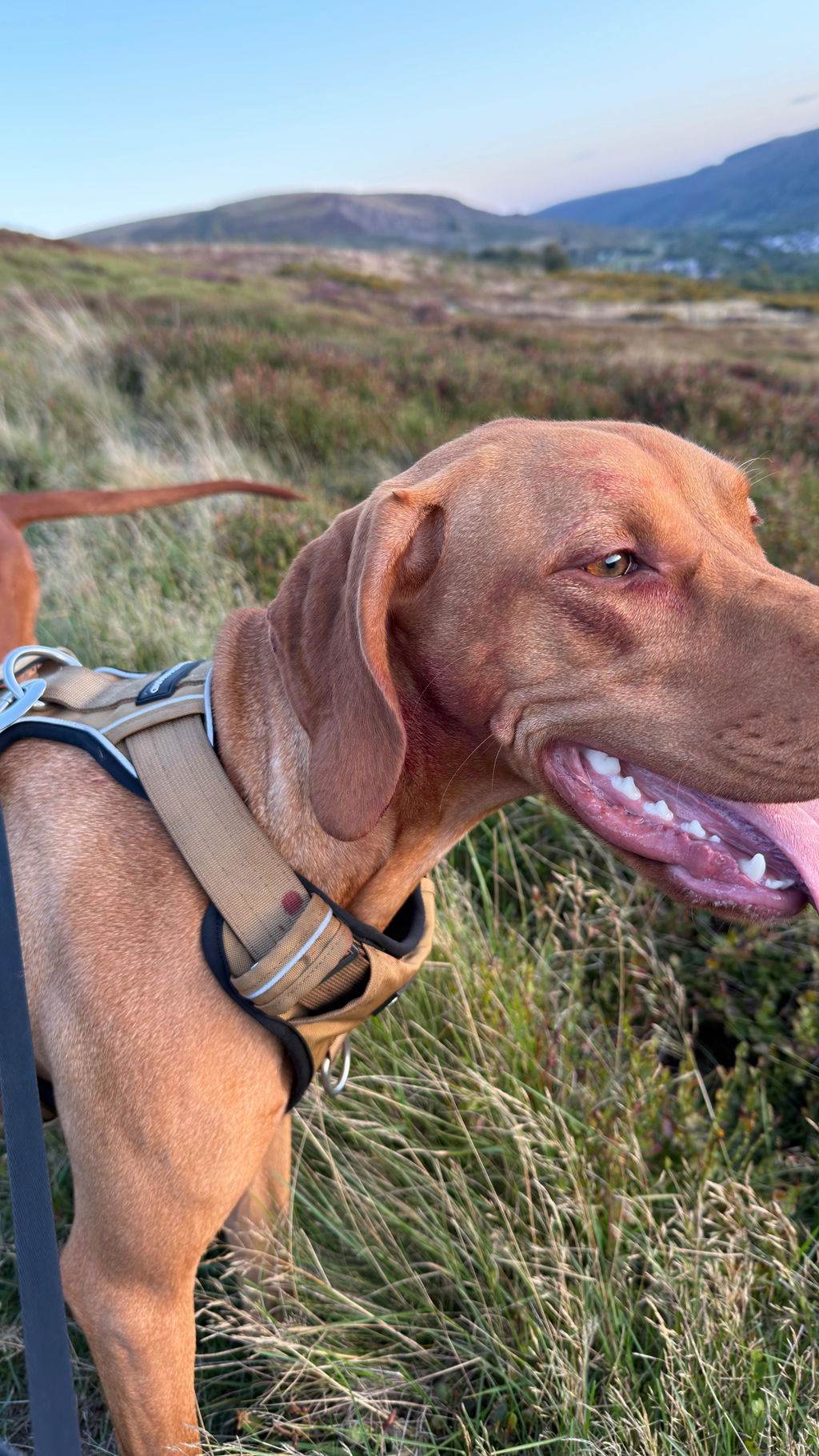 Tactical Harness - Tan