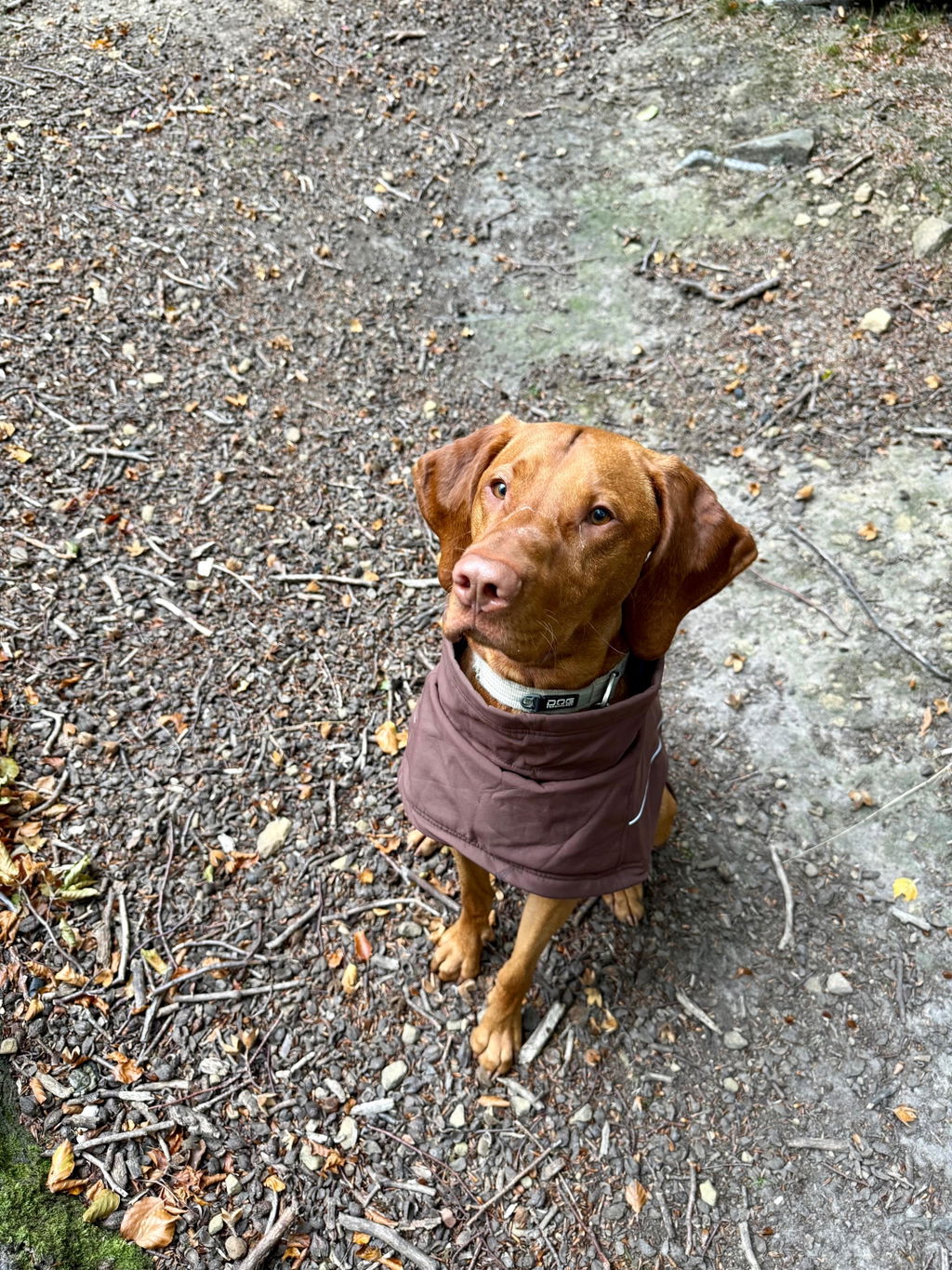 Waterproof Jacket - Maroon Brown