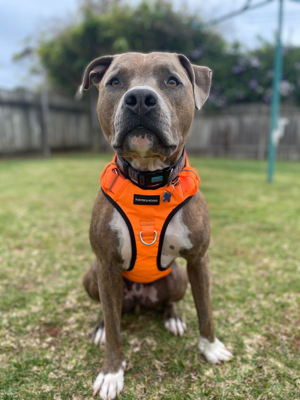 Tactical Harness - Blaze Orange