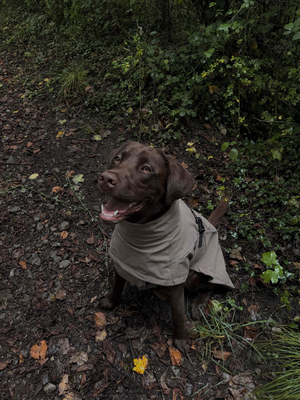 Waterproof Jacket - Mushroom