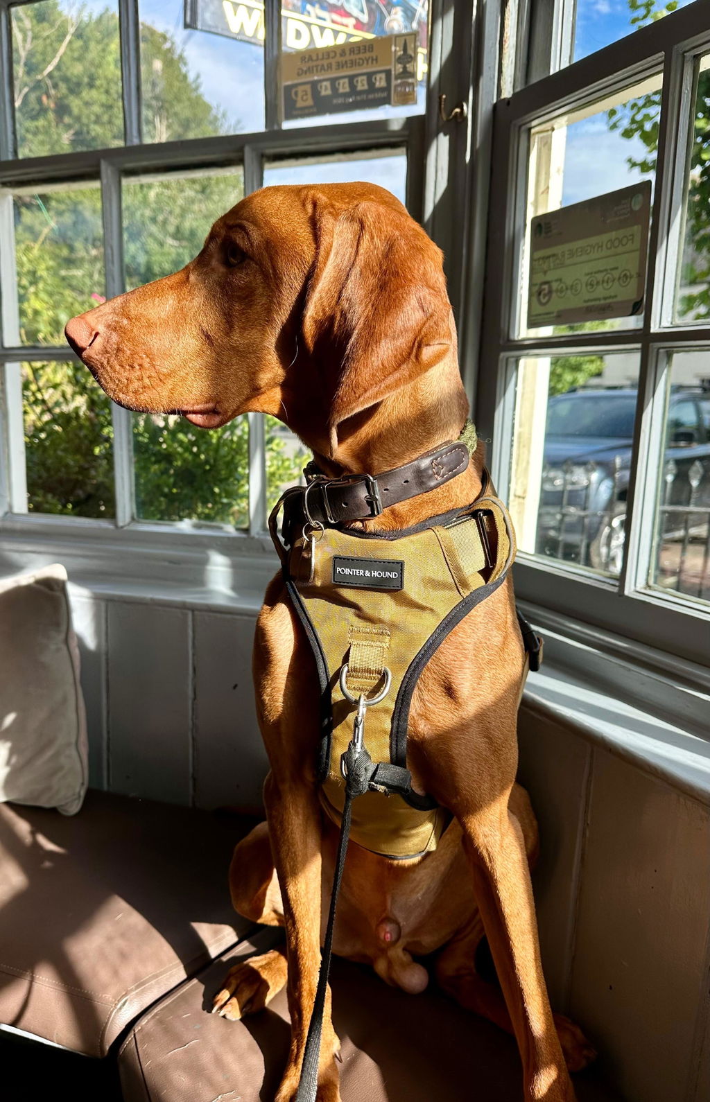 Tactical Harness - Tan