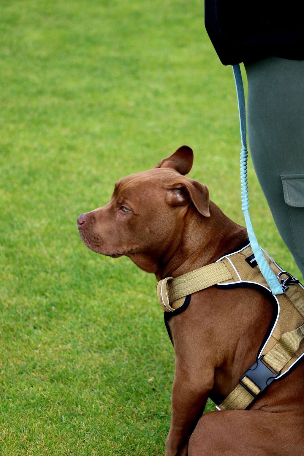 Tactical Harness - Tan