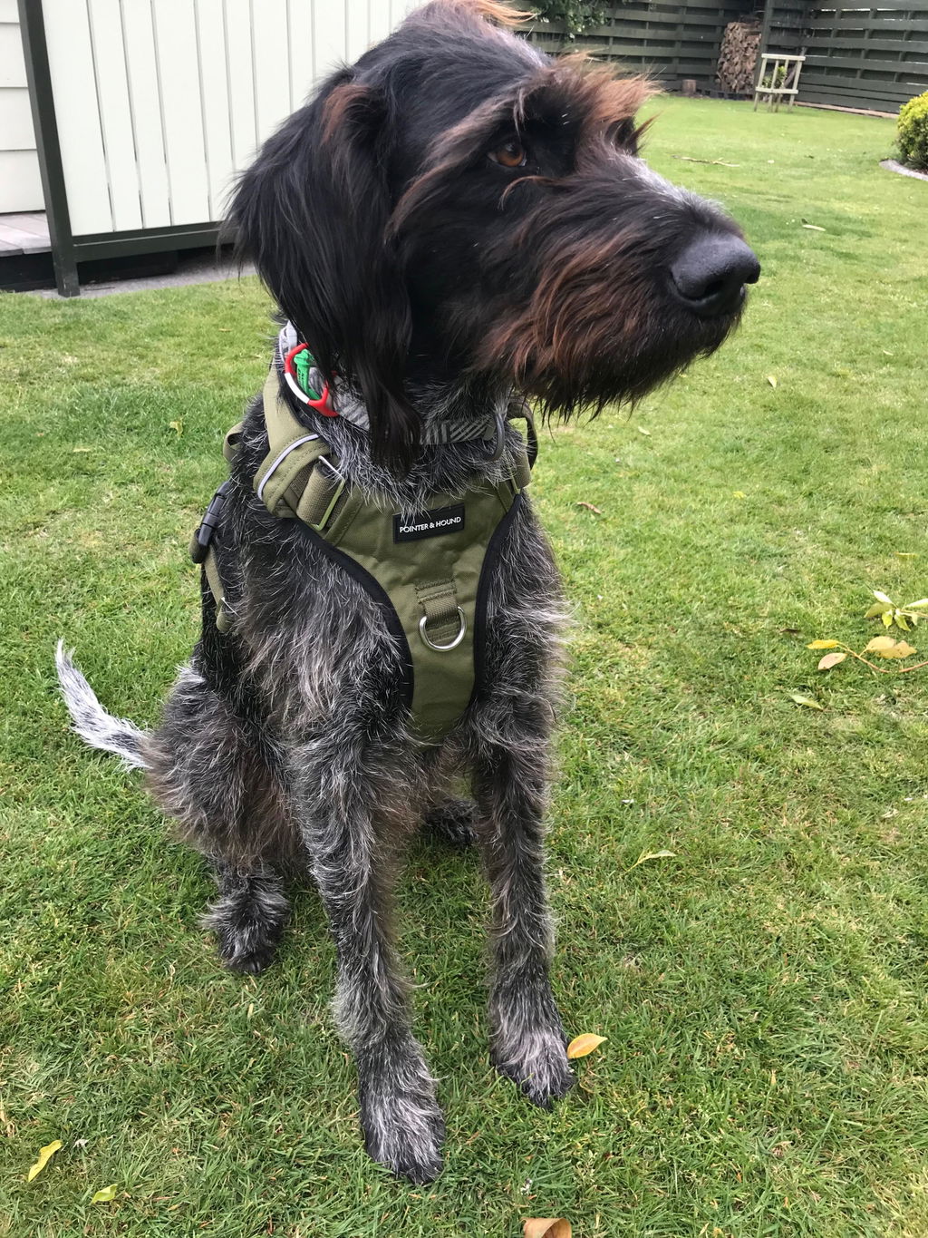 Tactical Harness - Army Green