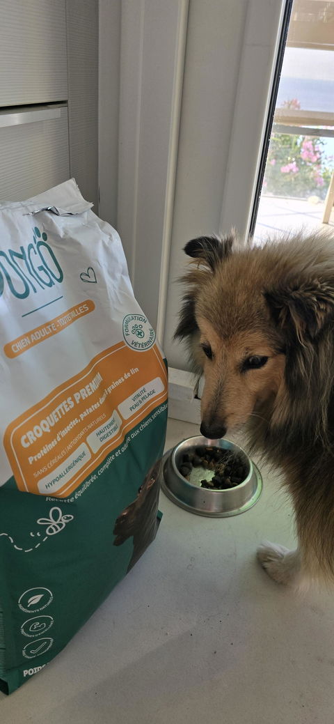 Croquettes aux insectes & poisson blanc | Hypoallergéniques | Sans céréales | Chiens Adulte