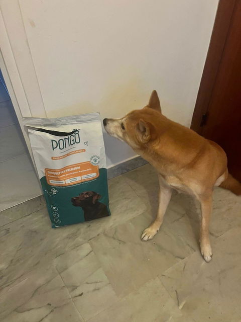 Croquettes aux insectes & poisson blanc | Hypoallergéniques | Sans céréales | Chiens Adulte