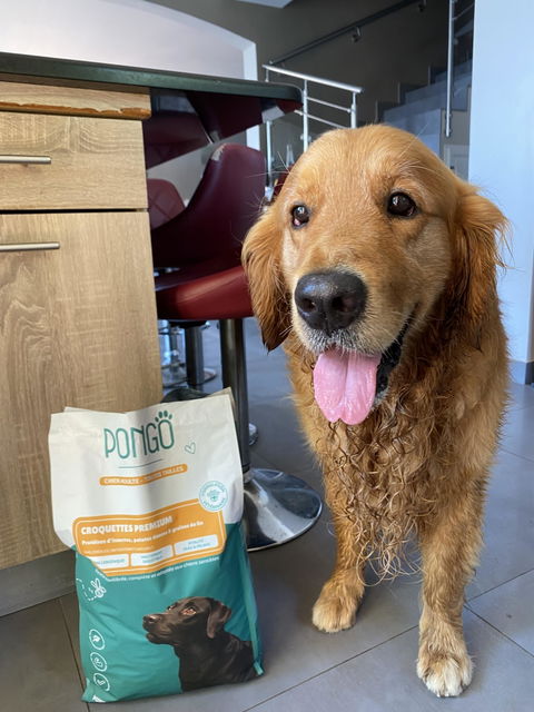 Croquettes aux insectes & poisson blanc | Hypoallergéniques | Sans céréales | Chiens Adulte