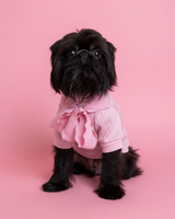 Nigella the Griffon review photo