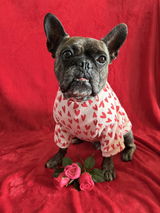 Bentley.B.Frenchie review photo