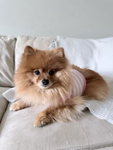Owner : Emily | Pup : Chai review photo