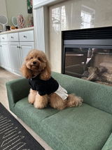 Archie review photo