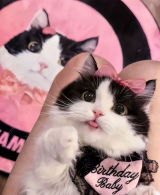 MunchkinCatLover review photo