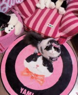 MunchkinCatLover review photo