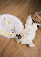 HavanesePawMom review photo