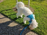 Hannah and Amity review photo