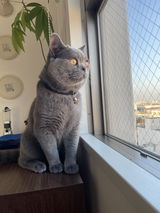ジョナサン review photo