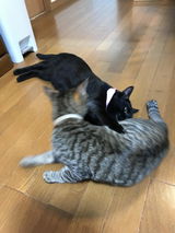 しのぶ 斉藤 review photo