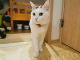 白菜 review photo