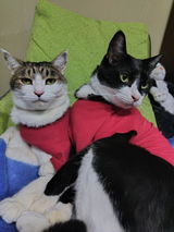 ねこねこランド review photo