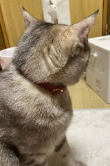 さくらもも review photo