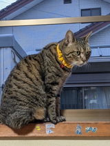 メイのママ review photo