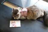 りさ review photo