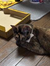 もこな review photo