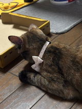 もこな review photo
