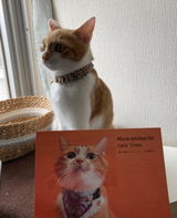 きなこ review photo