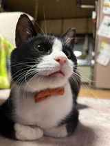 poco-poco review photo