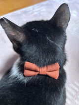 poco-poco review photo