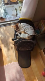 にゃんこずのかぁちゃん review photo