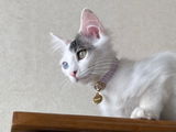 MIYOKO review photo