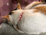 ゴマ review photo