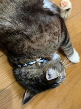 とらのすけ review photo