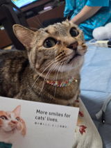 さば review photo