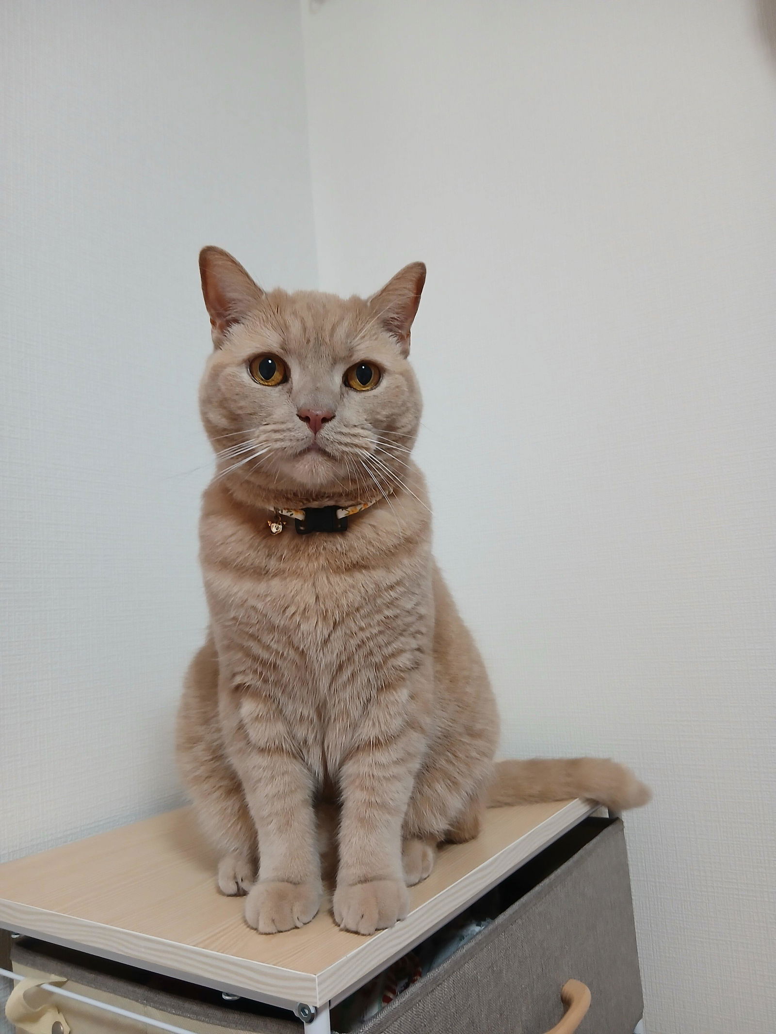 ぽぽねこ公式オンラインショップ | Reviews on Judge.me