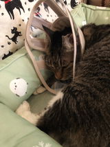 さくらもち review photo