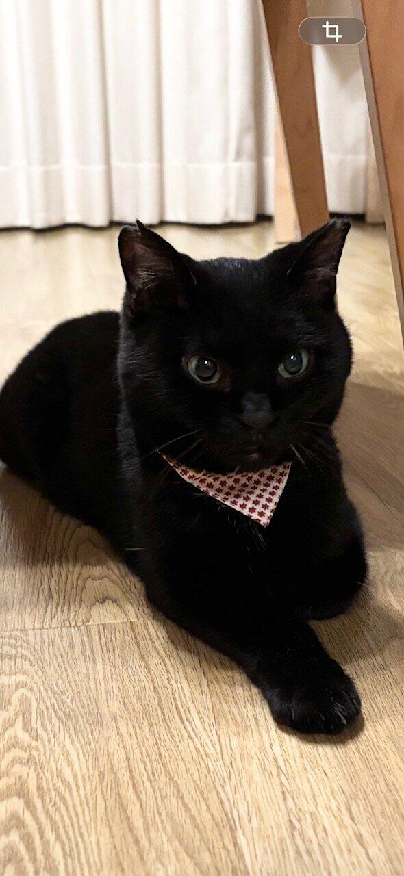 ぽぽねこ公式オンラインショップ | Reviews on Judge.me
