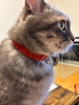猫ぱんち review photo