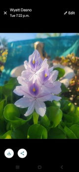 AQUERYUS review photo