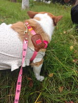 Maisie review photo