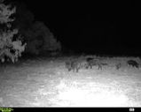 NTX Varmint Control review photo