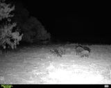 NTX Varmint Control review photo
