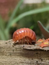 Morb review photo