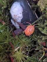Morb review photo