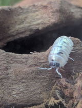 Morb review photo