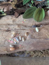 Morb review photo