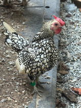 Jasmine U review photo