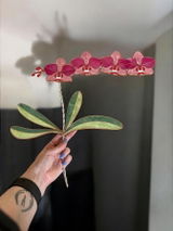 Sherreescrafts review photo
